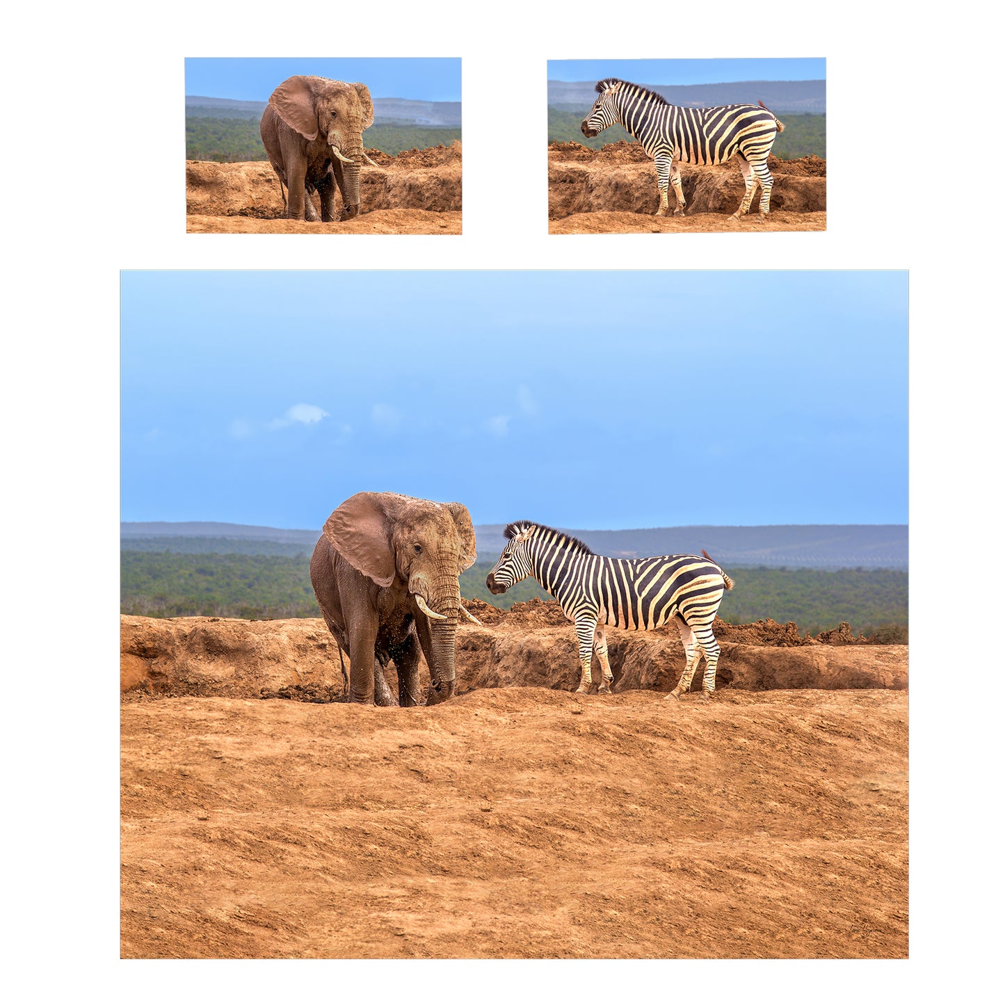 Elephant and Zebra Duvet Cover Set by Fanie Heymans