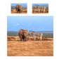 Elephant and Zebra Duvet Cover Set by Fanie Heymans
