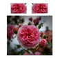 English Garden Rose Duvet Cover Set by Annette Heymans