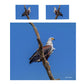 Fish Eagle Duvet Cover Set by Annette Heymans