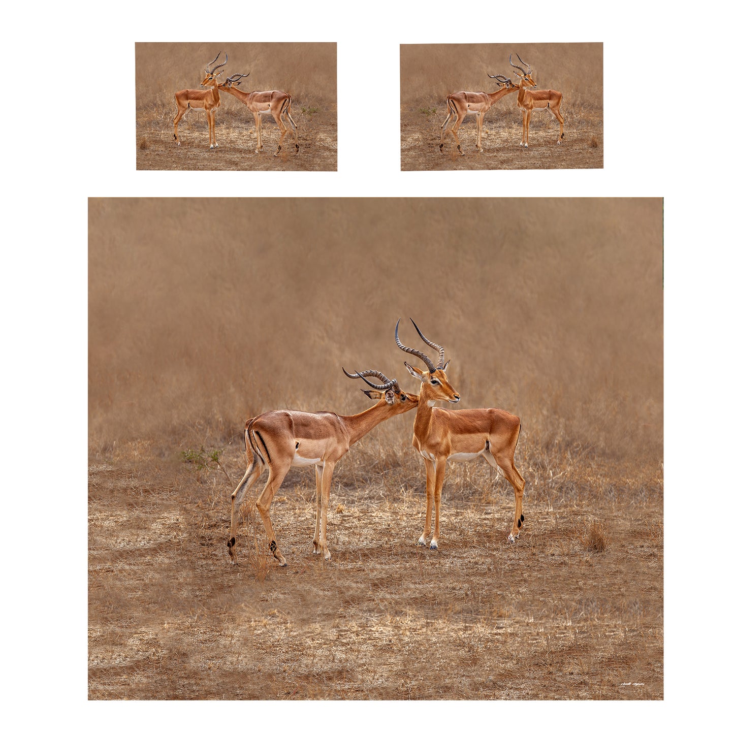 Impala Males Duvet Cover Set by Annette Heymans