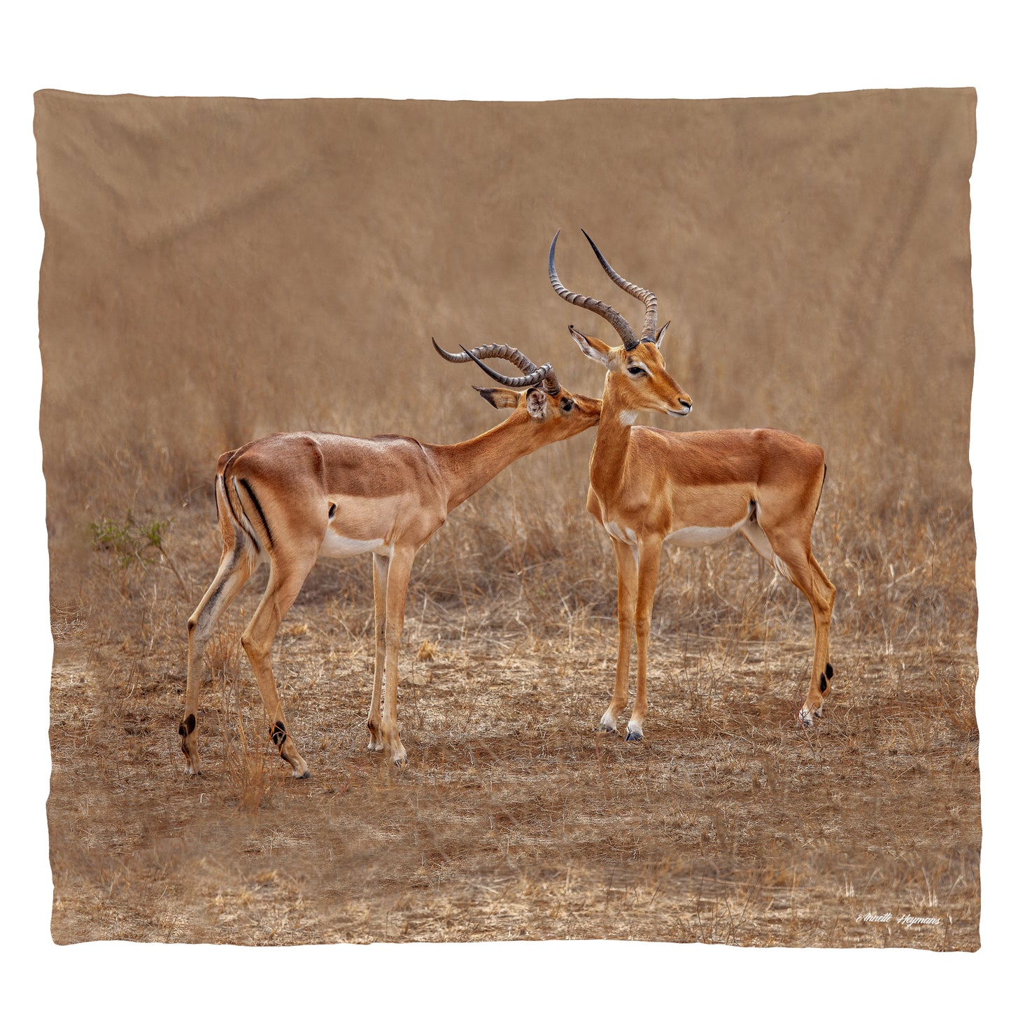 Impala Males Light Weight Fleece Blanket by Annette Heymans