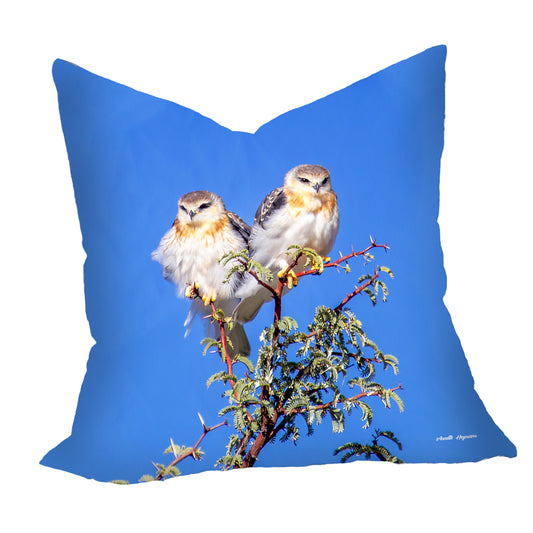 Juvenile Black Shoulder Kites Luxury Scatter by Annette Heymans