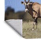 Kgalagadi Gemsbok Light Weight Fleece Blanket by Fanie Heymans