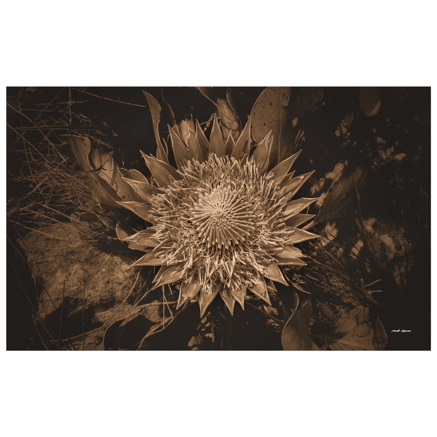 King Protea Sepia Rectangle Tablecloth by Annette Heymans