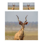 Kudu Bull Duvet Cover Set by Fanie Heymans