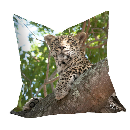 Leopard Stare Luxury Scatter by Ferdie Muller