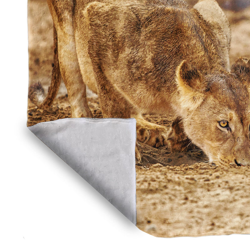 Lions Resting Light Weight Fleece Blanket By Fanie Heymans
