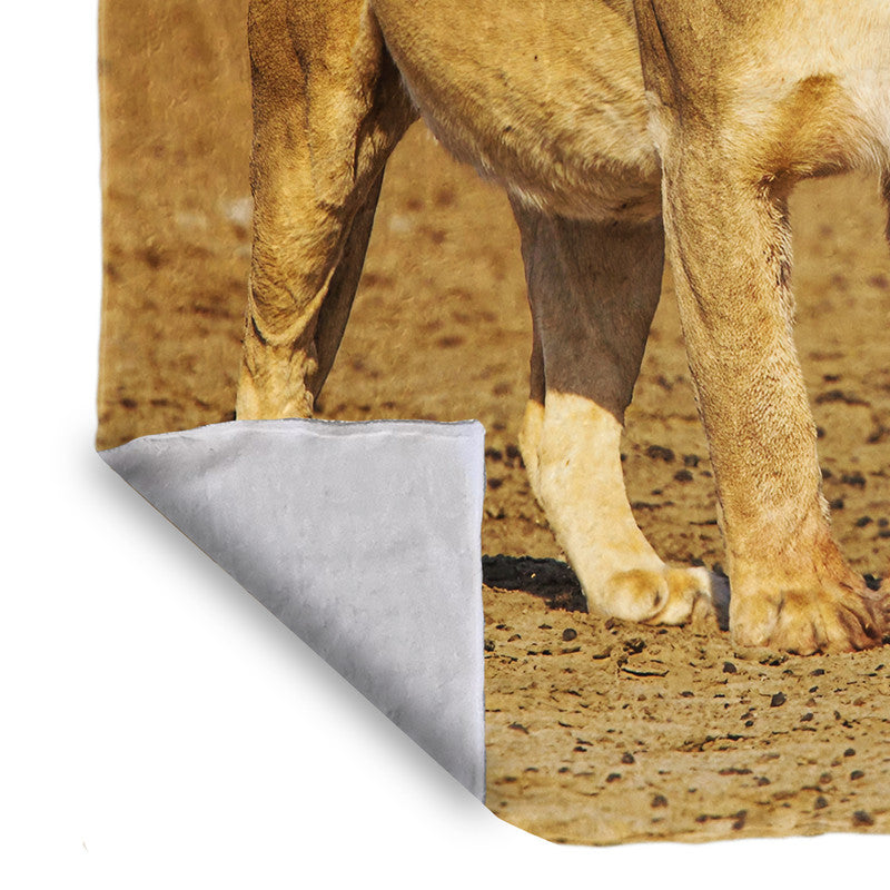 Lioness Strolling in Nossob River bed Light Weigt Fleece Blanket By Fanie Heymans