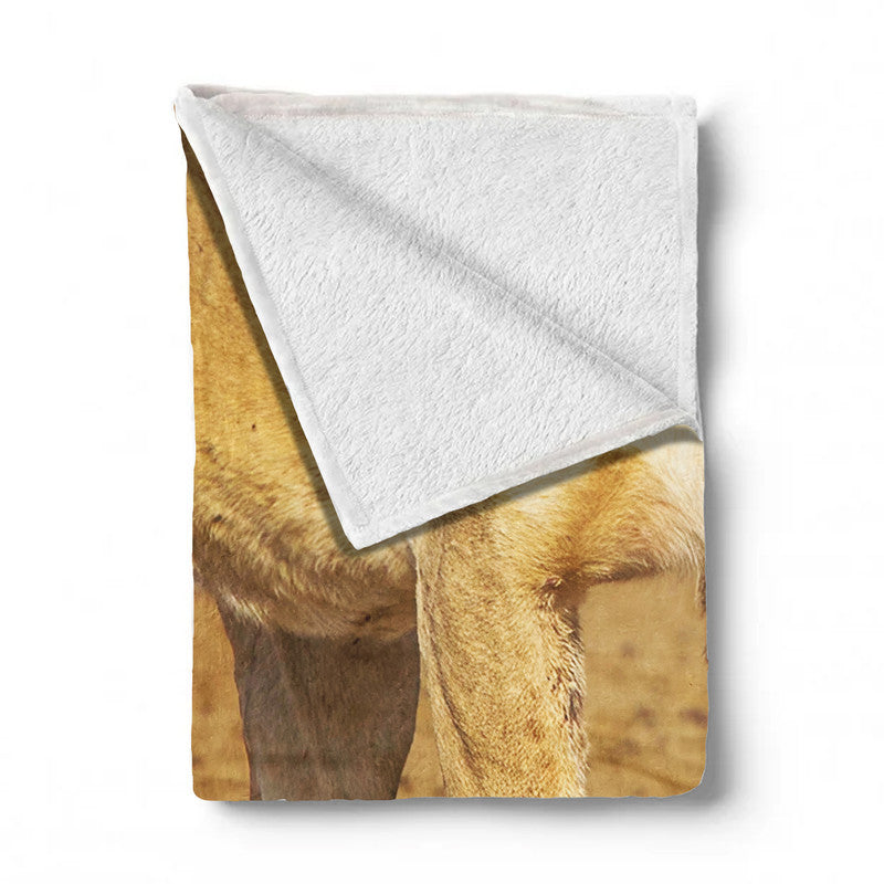Lioness Strolling in Nossob River bed Light Weigt Fleece Blanket By Fanie Heymans