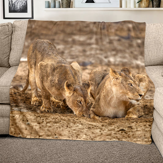 Lions Resting Light Weight Fleece Blanket By Fanie Heymans