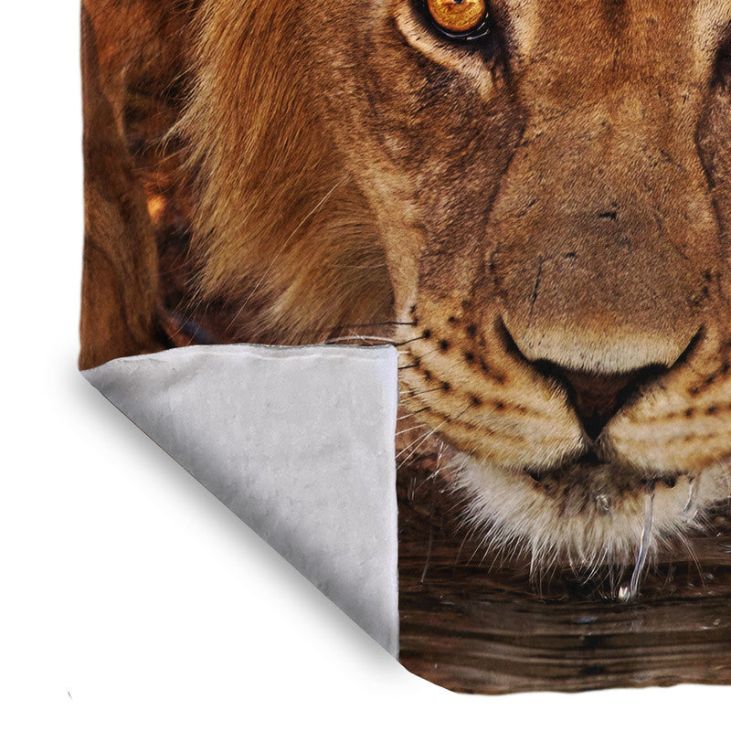 Male Lion Kgalagadi Light Weight Fleece Blanket By Fanie Heymans