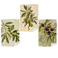 Olives Dish Cloth (Set of 3)