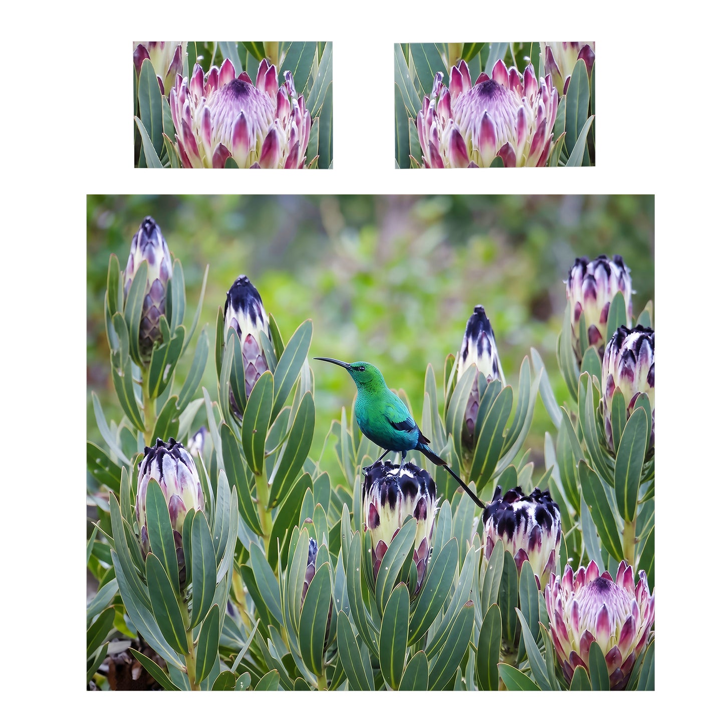 Perfect Protea Duvet Cover Set