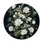 Perfect White Rose 2,3m Round Tablecloth