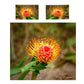 Pincushion Protea Duvet Cover Set by Annette Heymans