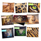 Predator Subject Savvy Book Bags Set of 9