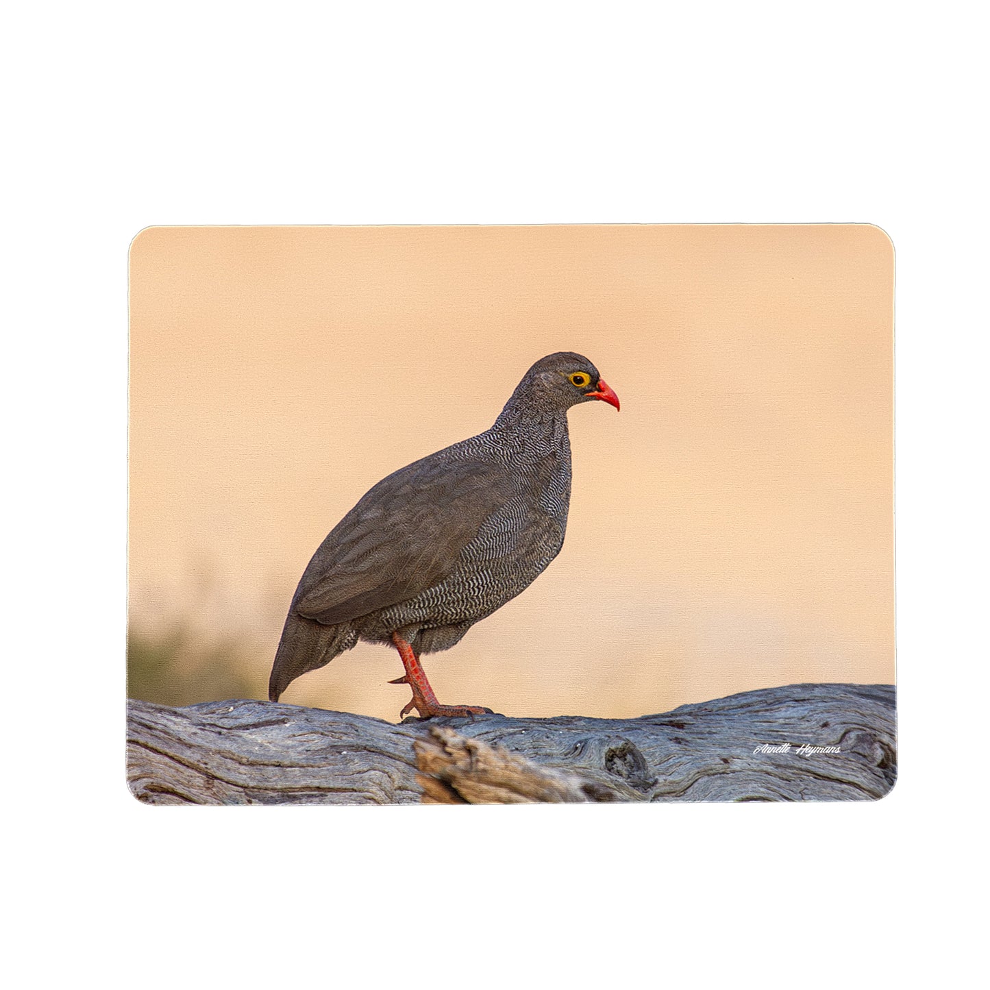Red-billed Francolin Placemats by Annette Heymans