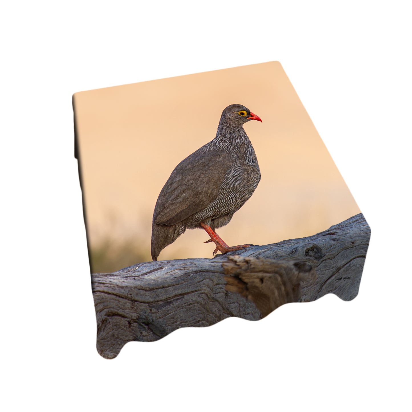 Red-billed Francolin Square Tablecloth by Annette Heymans