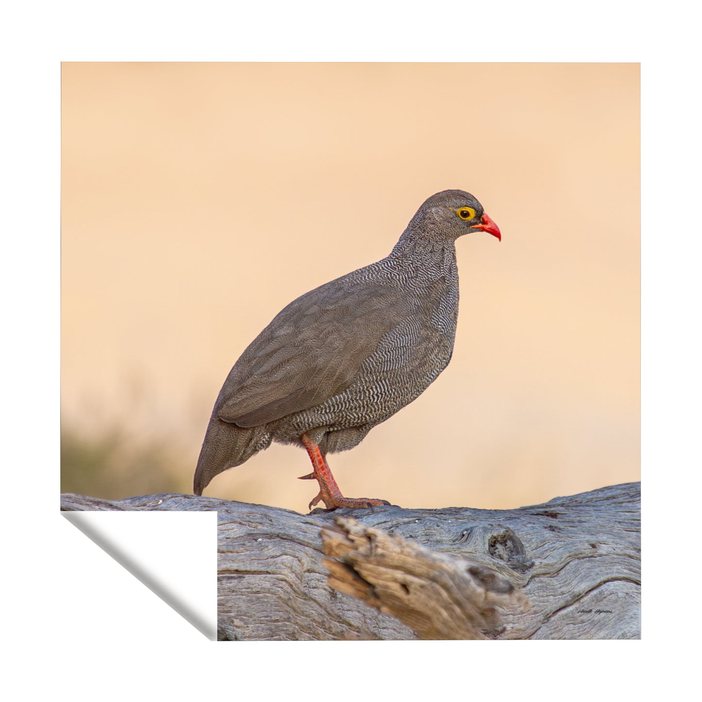 Red-billed Francolin Square Tablecloth by Annette Heymans