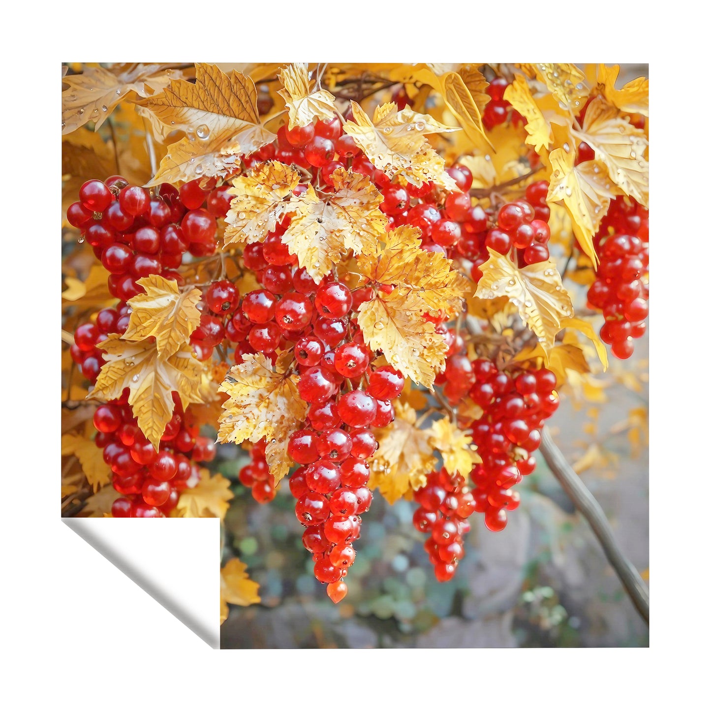 Red Grapes Square Tablecloth