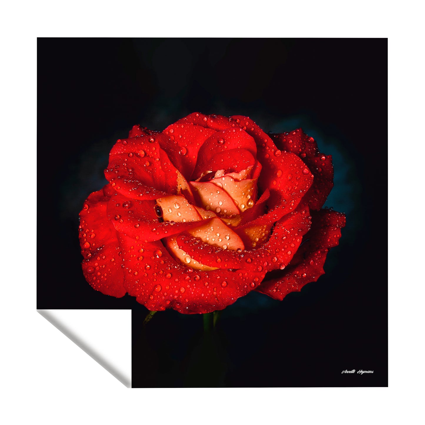 Red Rose Square Tablecloth by Annette Heymans