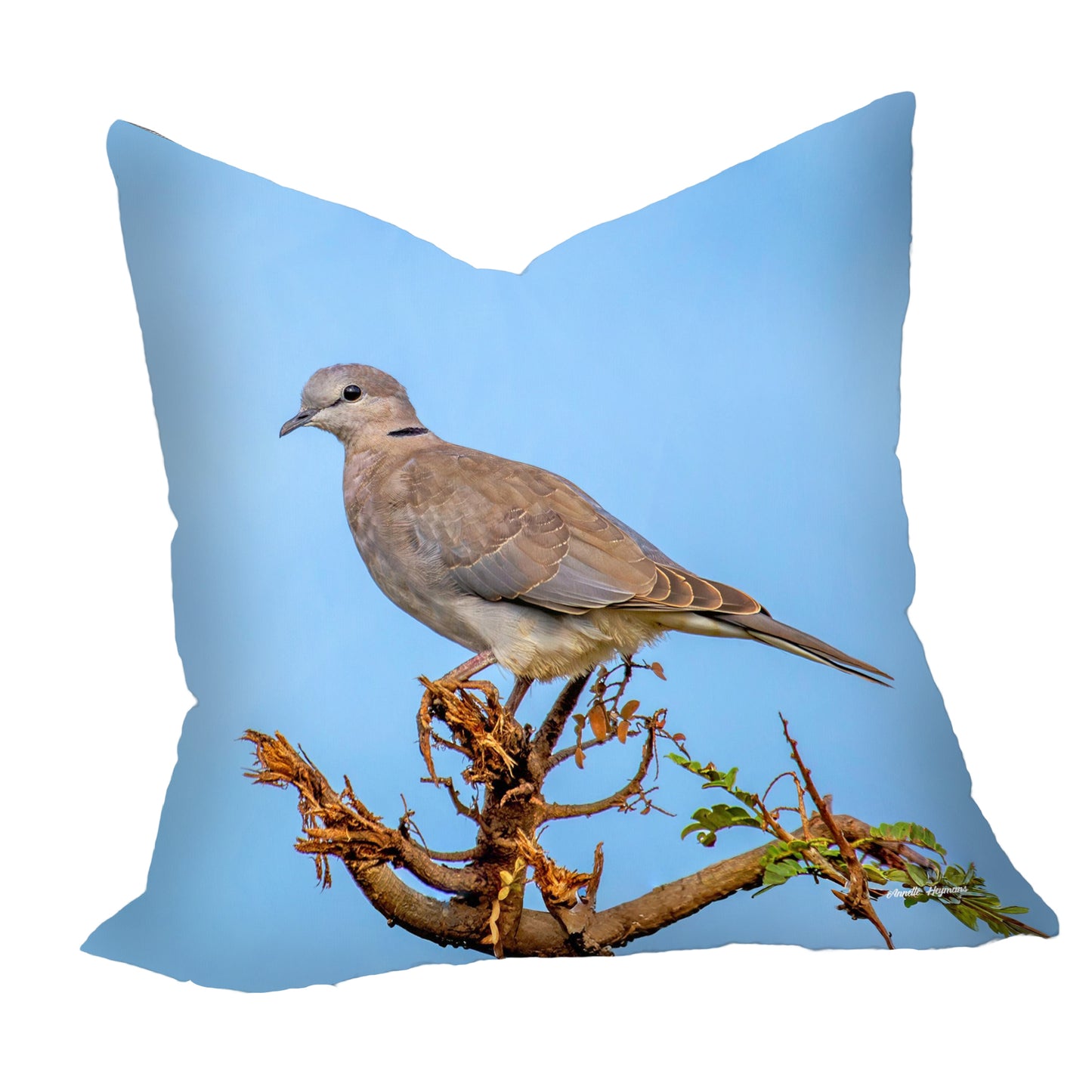 Ring - Necked Dove Luxury Scatter by Annette Heymans