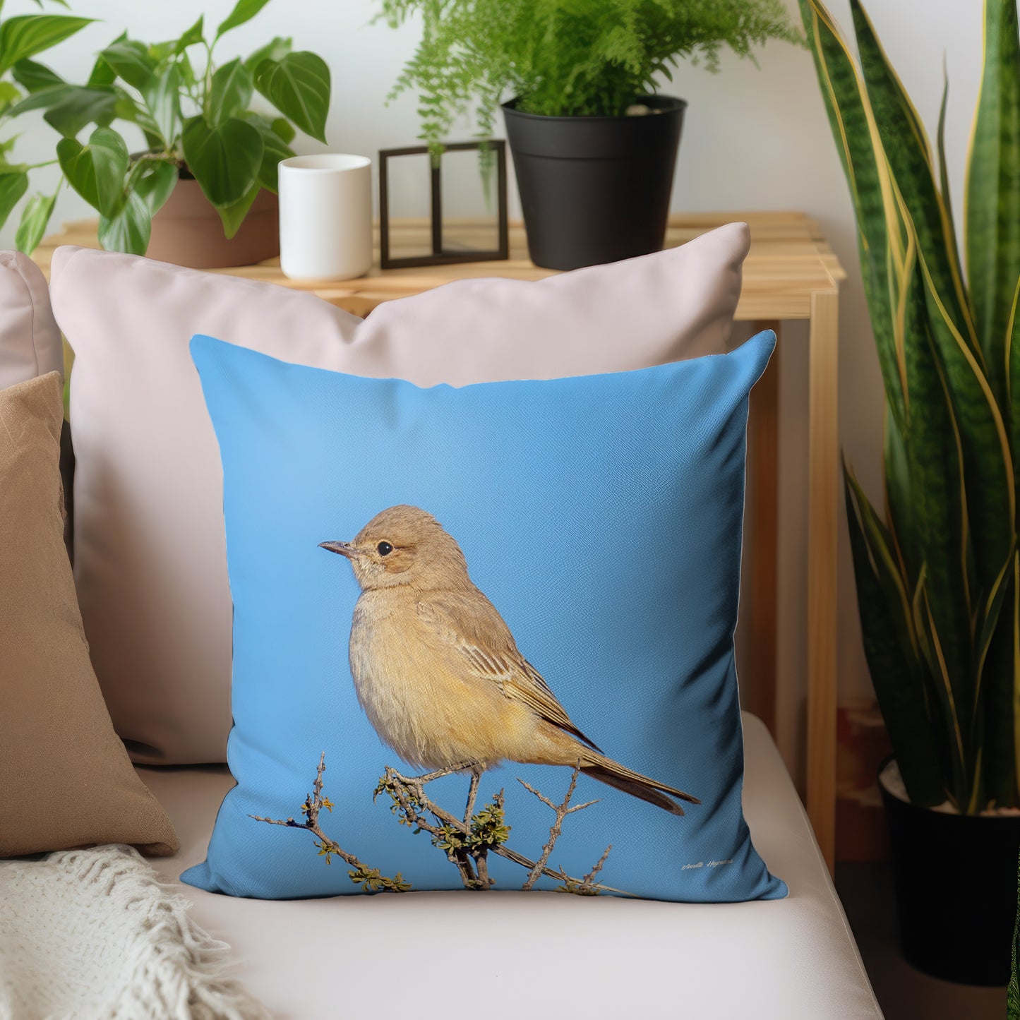 Sickle-winged Chat Luxury Scatter by Annette Heymans