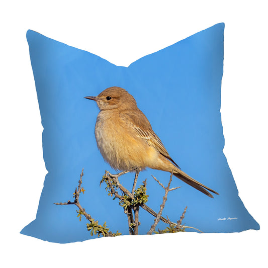 Sickle-winged Chat Luxury Scatter by Annette Heymans