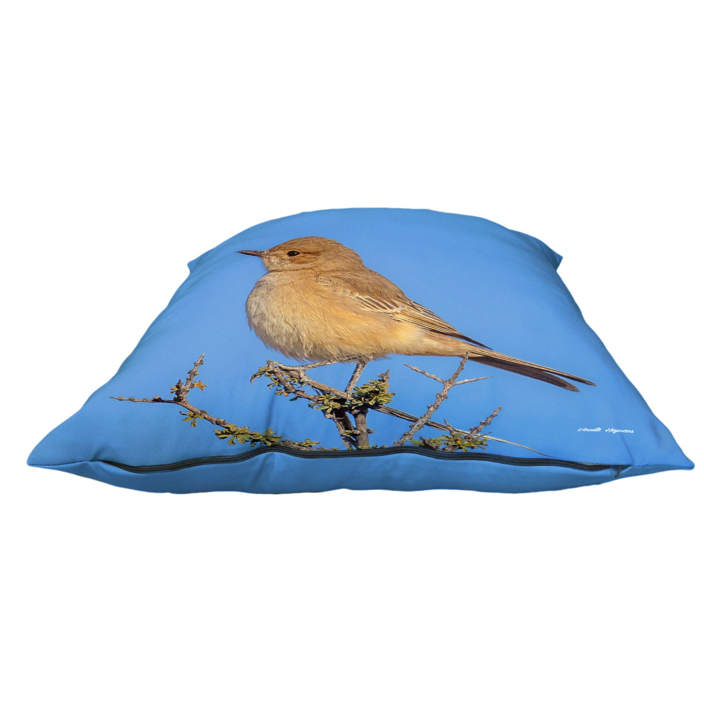 Sickle-winged Chat Luxury Scatter by Annette Heymans
