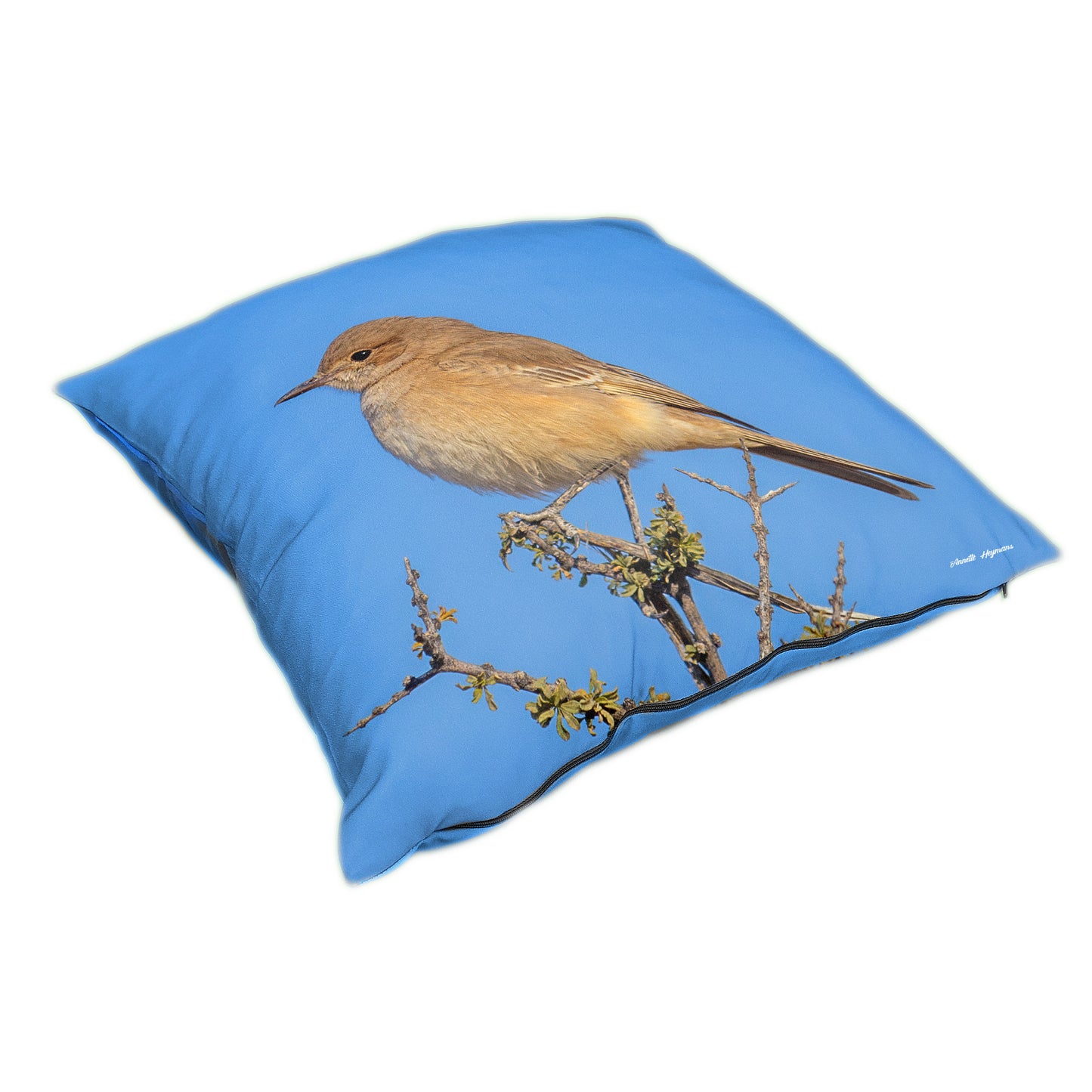 Sickle-winged Chat Luxury Scatter by Annette Heymans