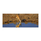 Springbok Reflection Large Desk Pad by Fanie Heymans