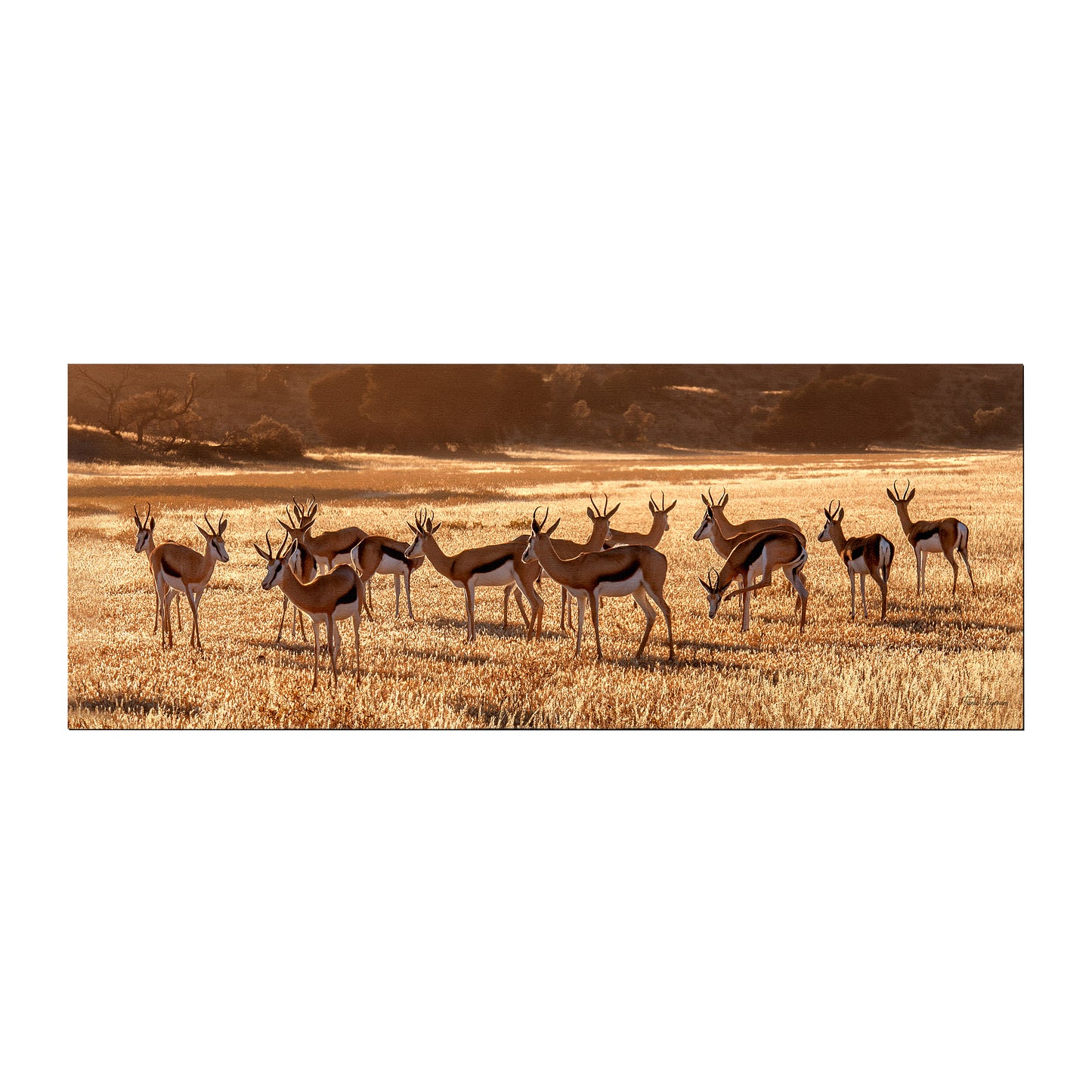 Springbok herd Desk Pad by Fanie Heymans