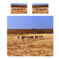 Springbok herd Duvet Cover Set by Fanie Heymans
