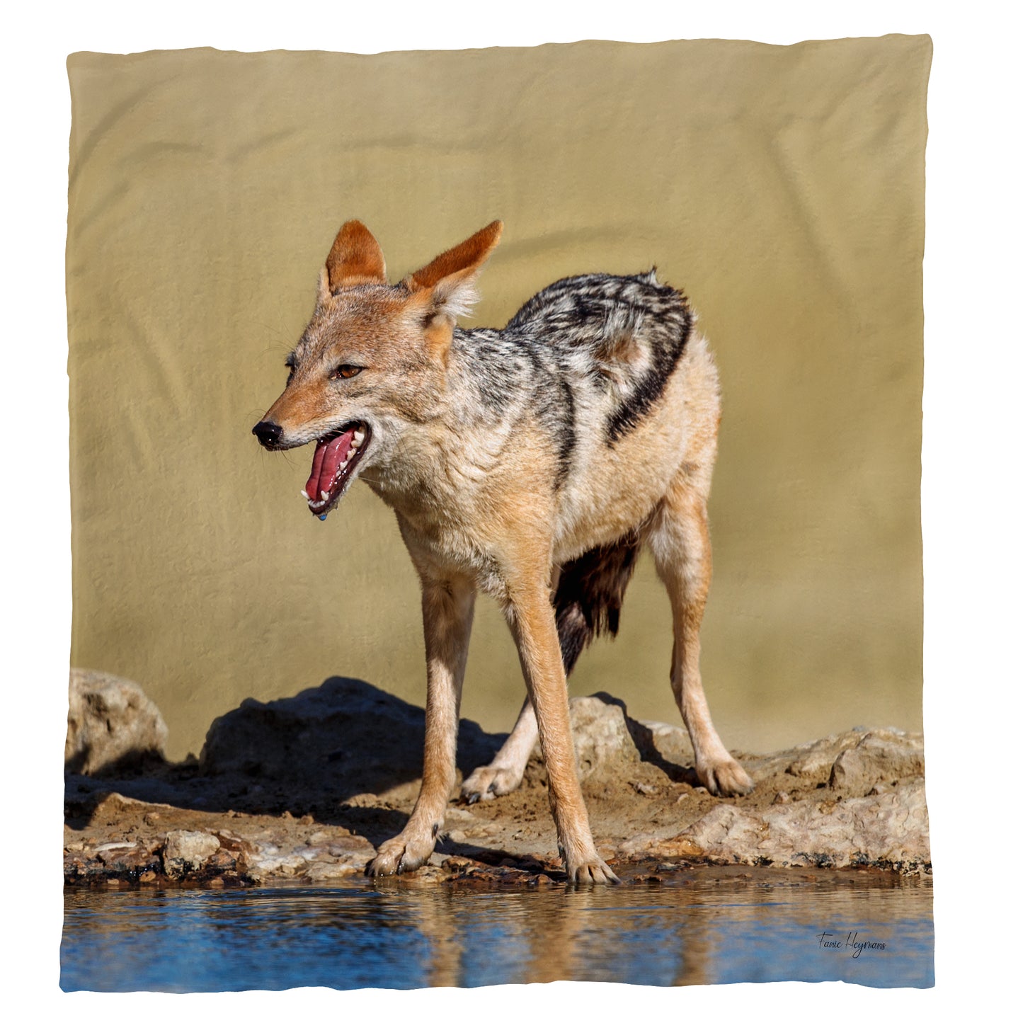 Wildlife Blacked Backed Jackal At Waterhole Light Weight Fleece Blanket by Fanie Heymans