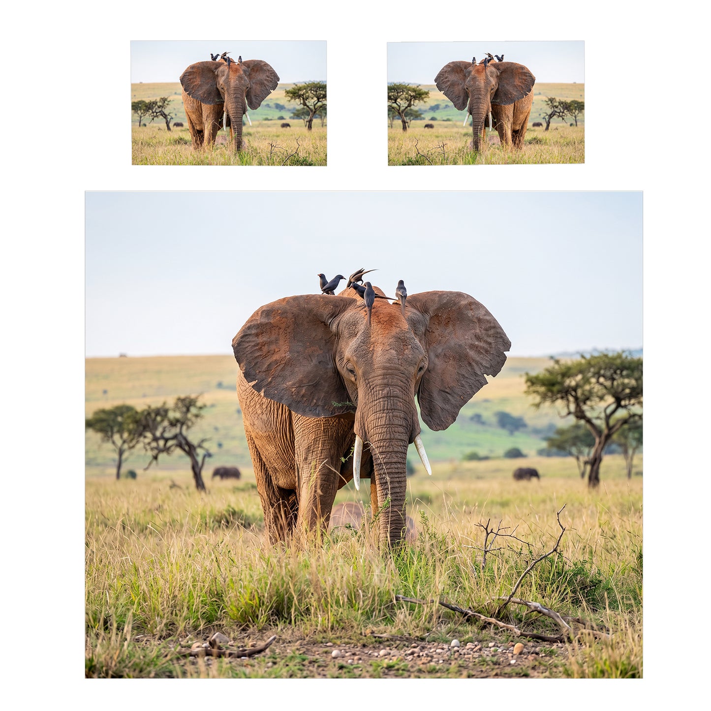 Wildlife Elephant Duvet Cover Set