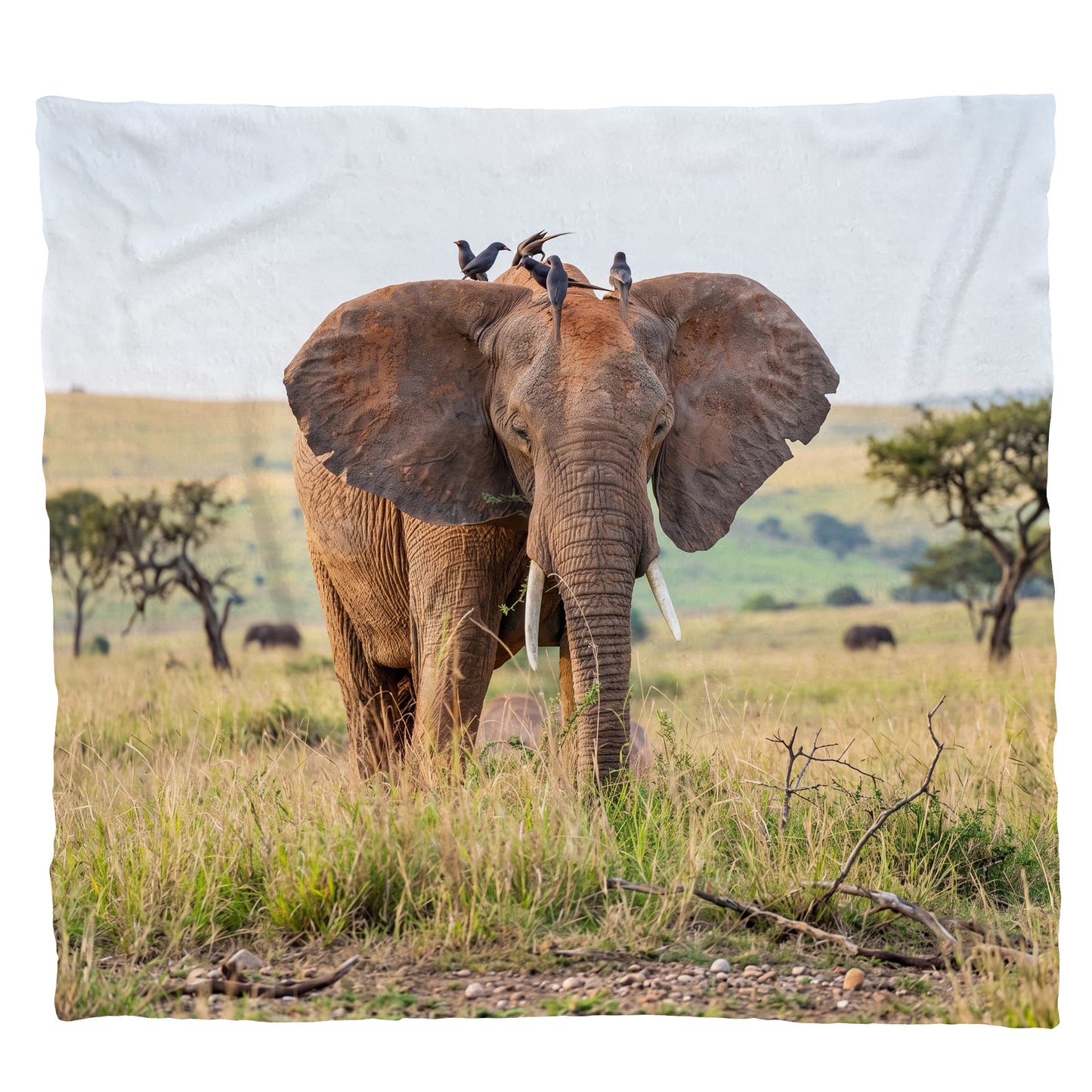 Wildlife Elephant Light Weight Fleece Blanket
