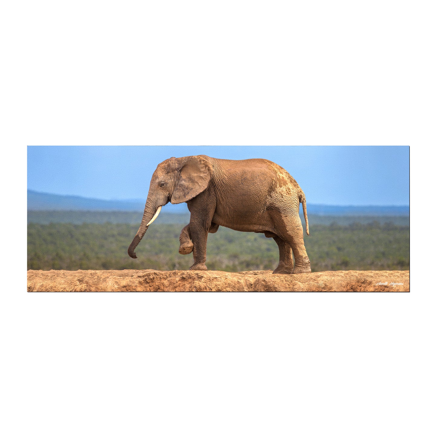 Wildlife Elephant On Hapoor Dam Desk Pad by Annette Heymans