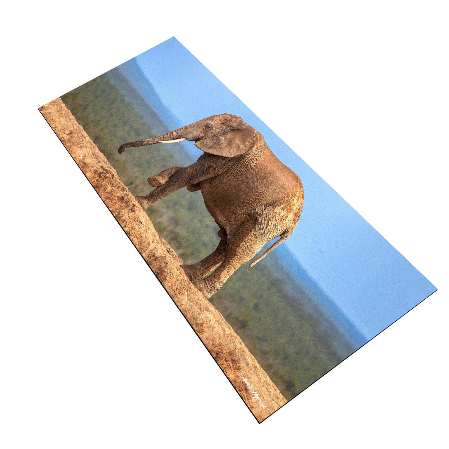 Wildlife Elephant On Hapoor Dam Desk Pad by Annette Heymans