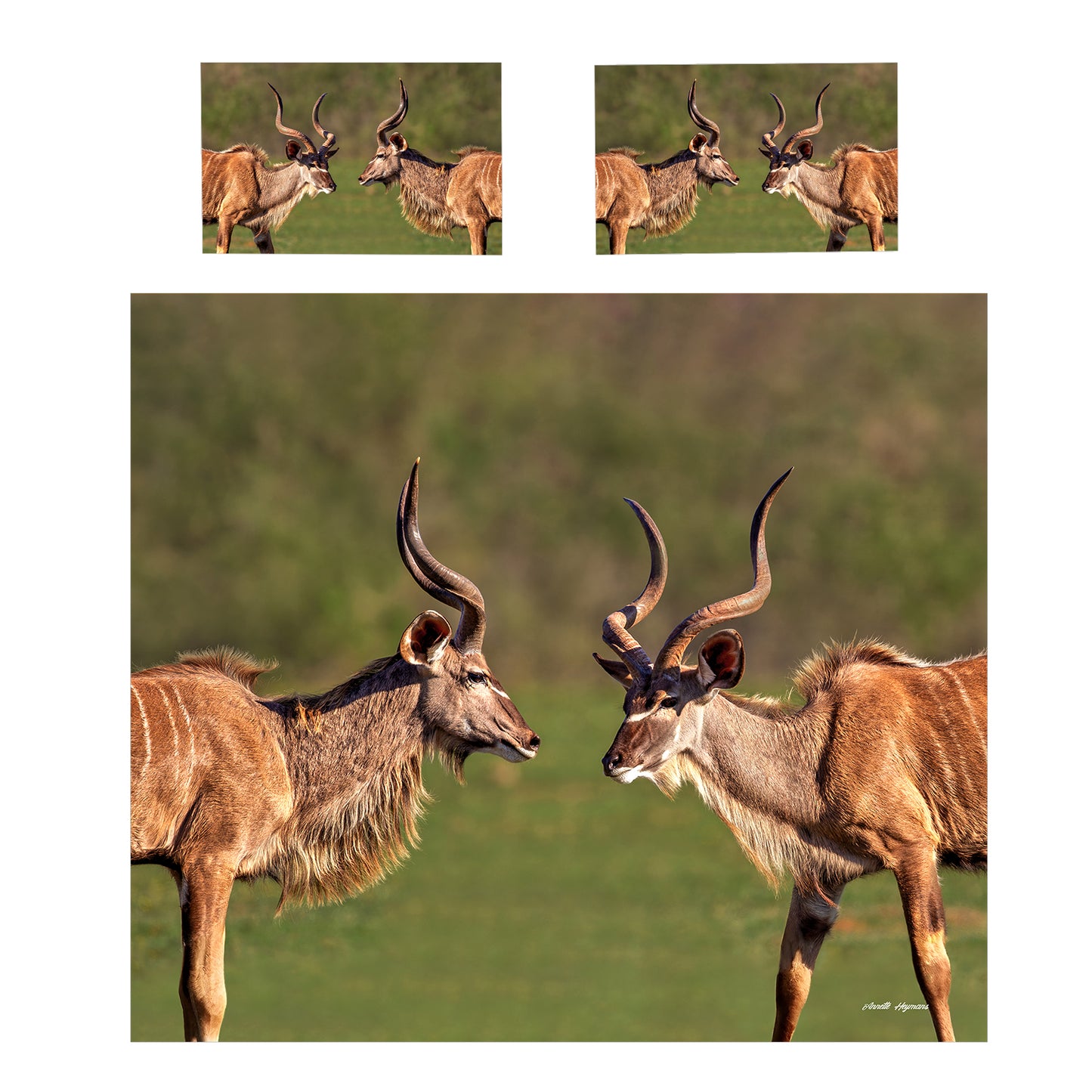 Wildlife Kudu Bulls Duvet Cover Set by Annette Heymans