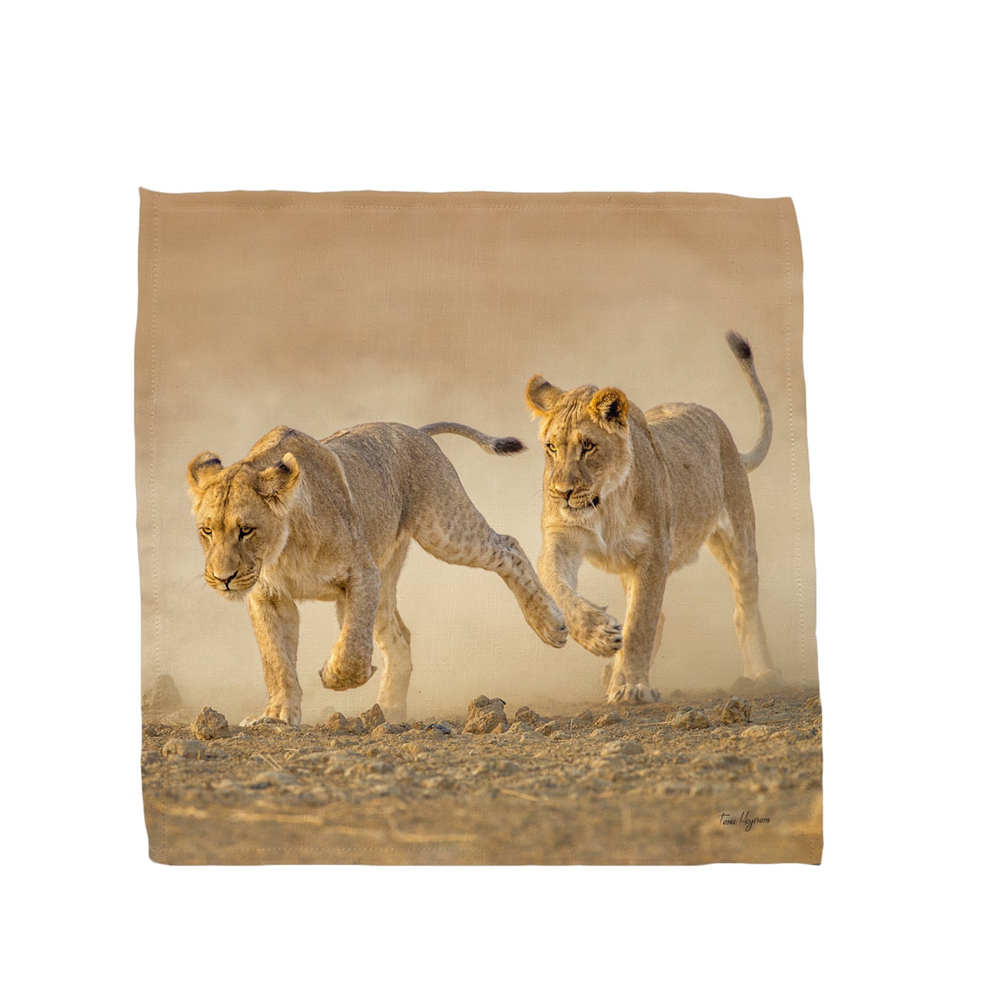 Wildlife Lion Cubs Chasing Napkins by Fanie Heymans