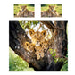 Wildlife Lions on the Lookout Duvet Cover Set