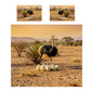 Wildlife Protective Mother Duvet Cover Set