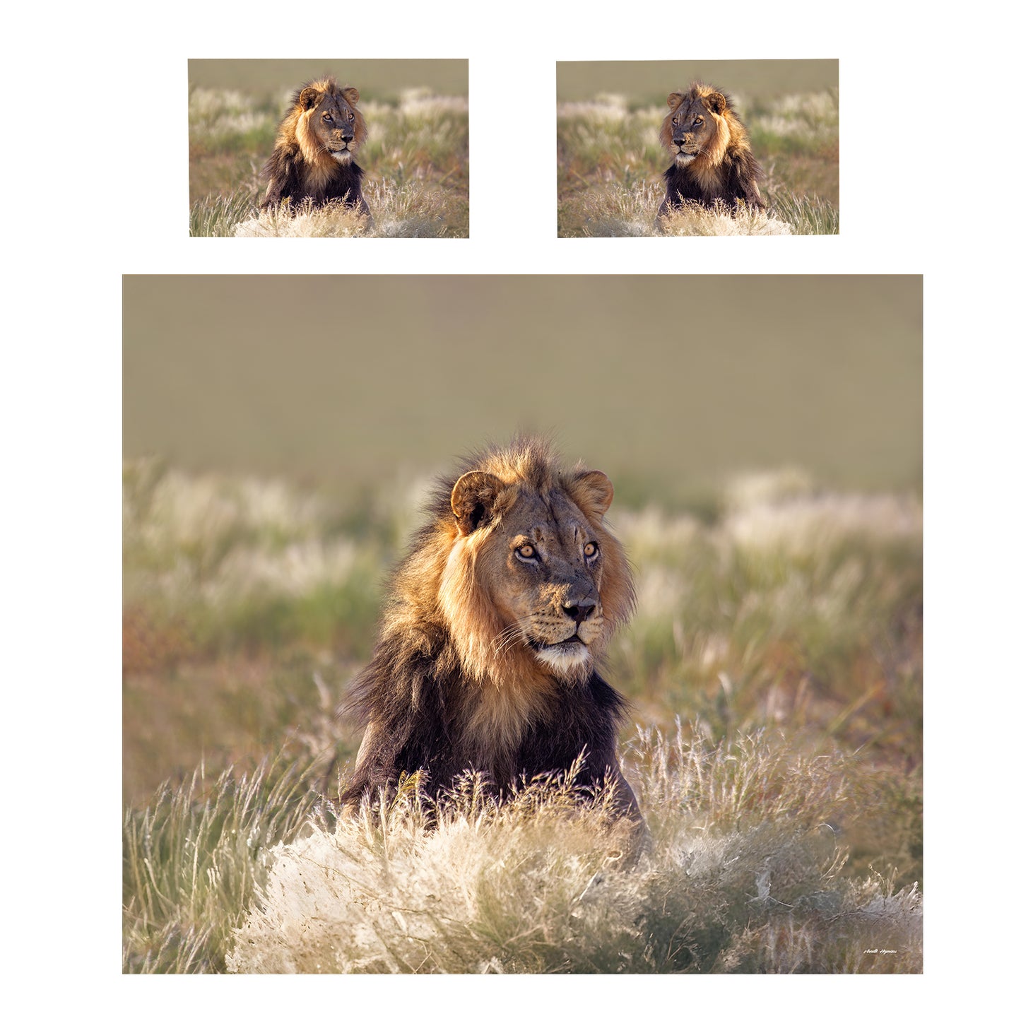 Young Male Lion Duvet Cover Set by Annette Heymans