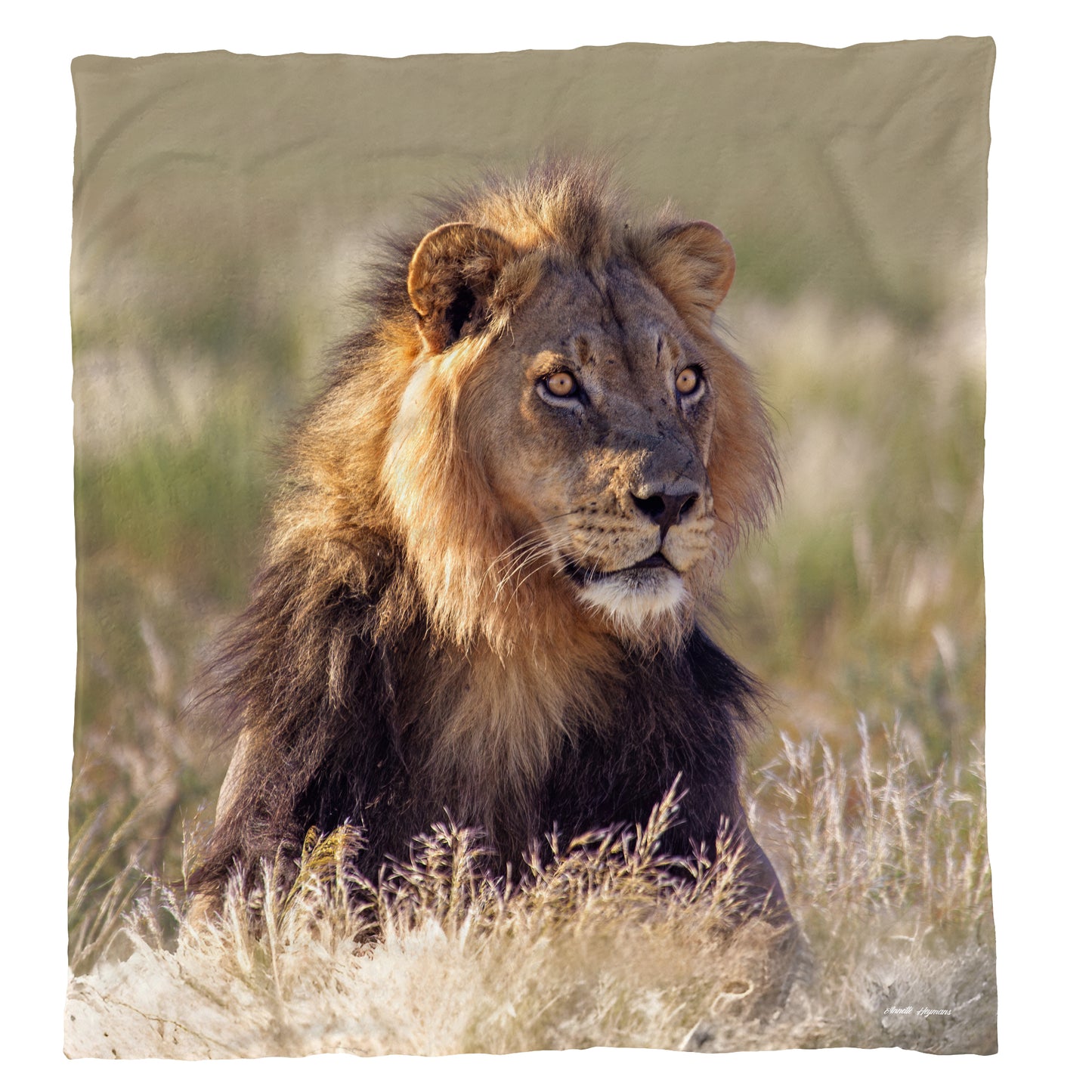 Young Male Lion Light Weight Fleece Blanket by Annette Heymans