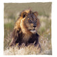 Young Male Lion Light Weight Fleece Blanket by Annette Heymans